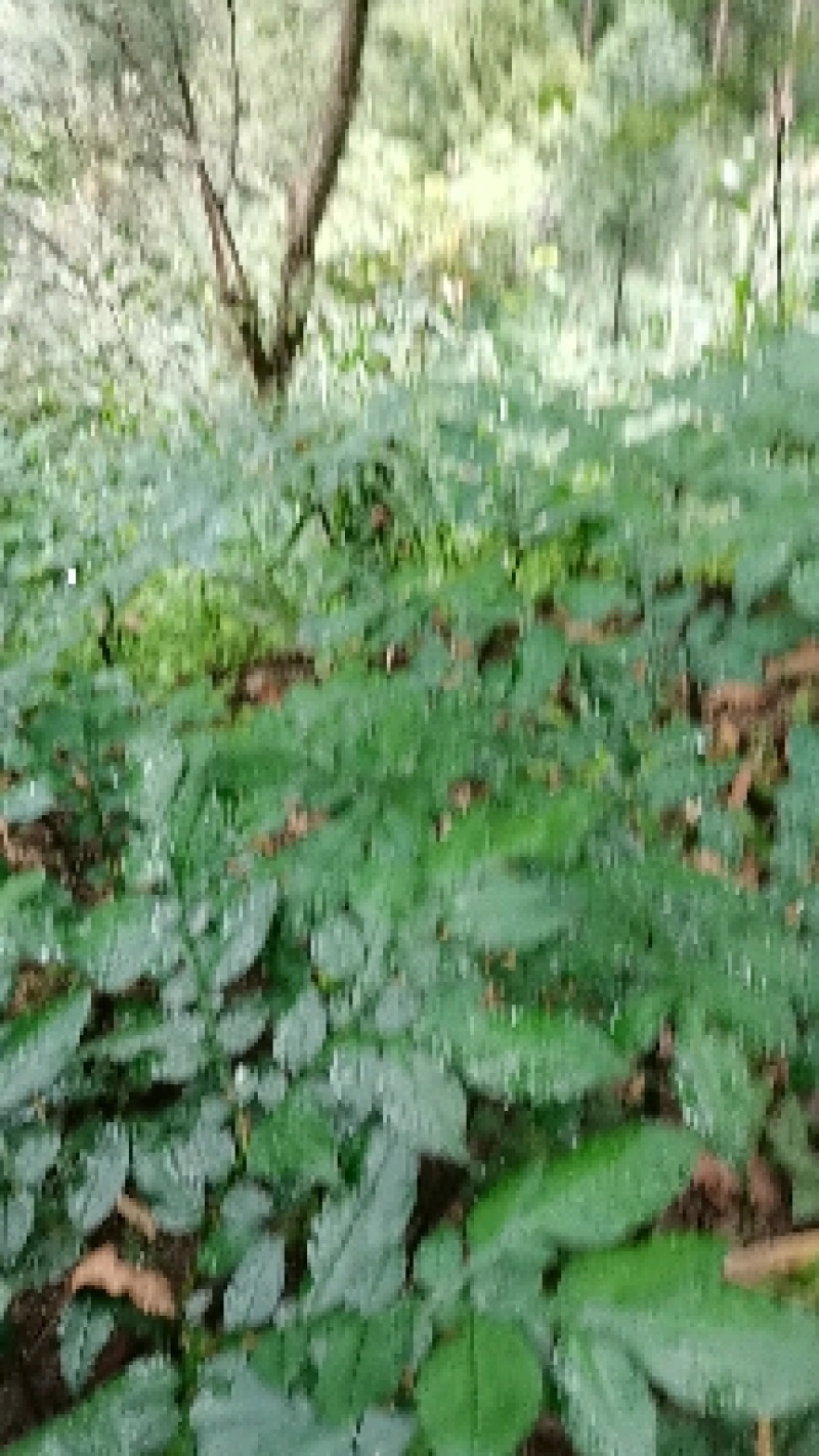 魔芋