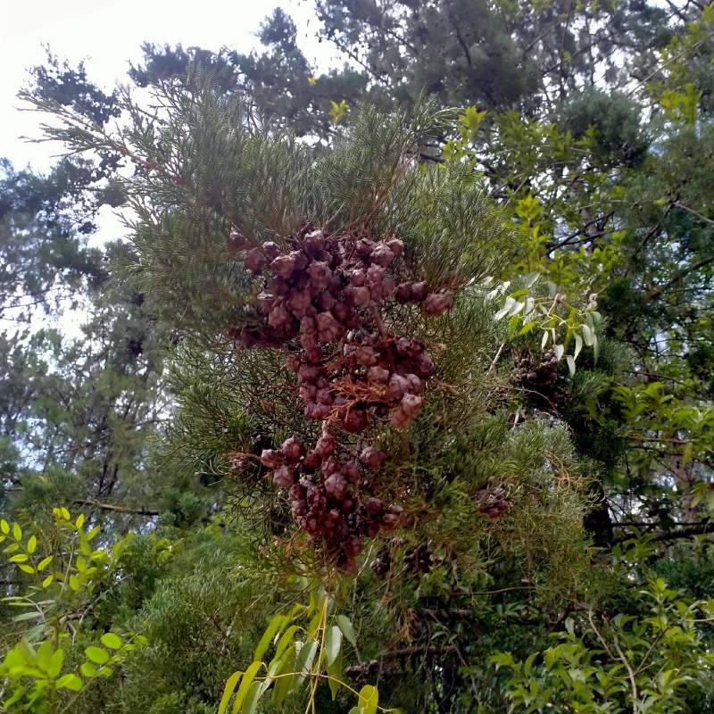云南文山山野柏树果，柏果