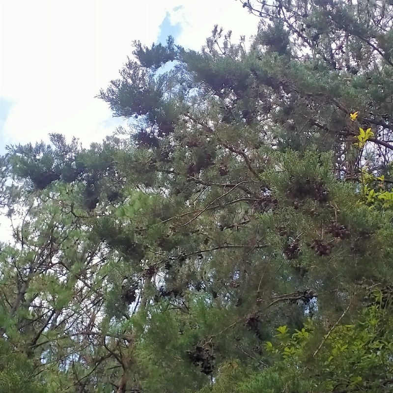 云南文山山野柏树果，柏果