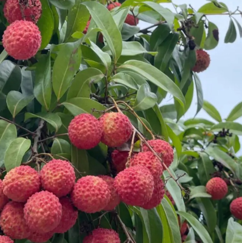 热带水果桂味荔枝