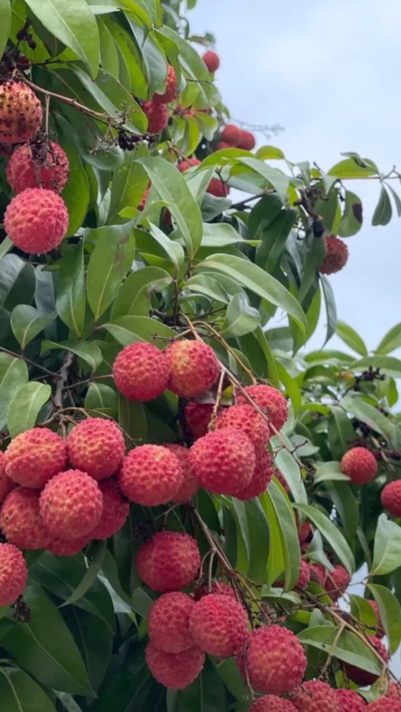 热带水果桂味荔枝