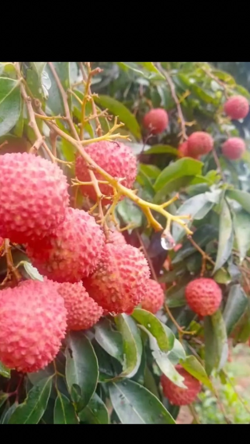 热带水果桂味荔枝