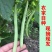 精品无筋四季豆百花四季豆，看货论价产地直发，质量保证