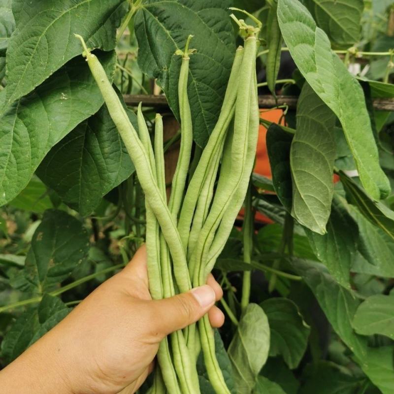 精品无筋四季豆百花四季豆，看货论价产地直发，质量保证