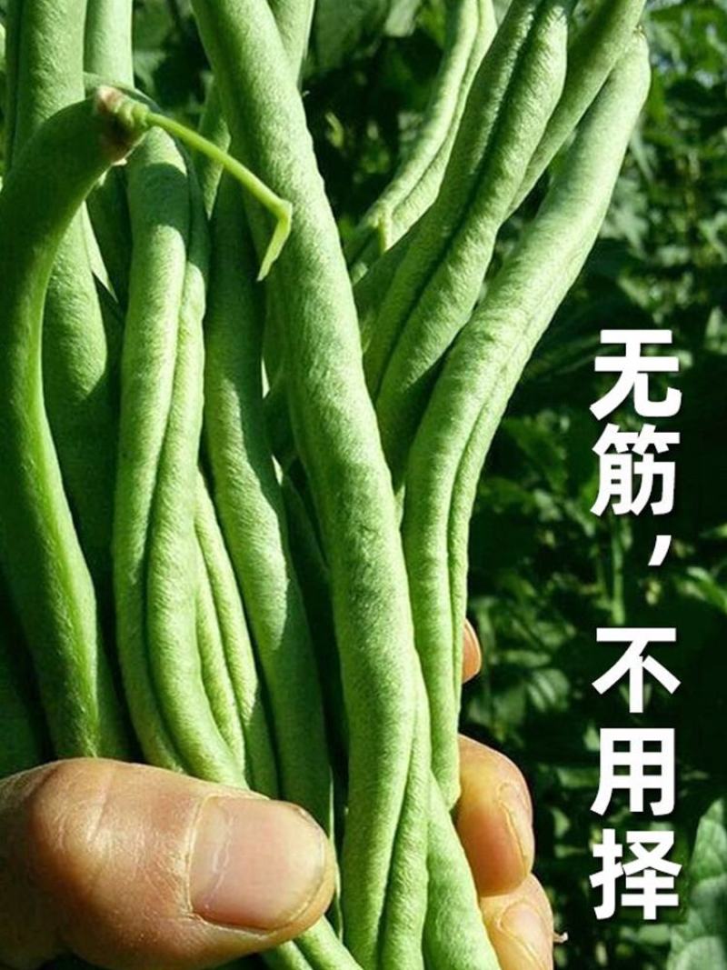 精品无筋四季豆百花四季豆，看货论价产地直发，质量保证