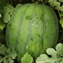 准备开园20亩