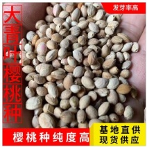 樱桃种干种沙藏种发芽率高长势好