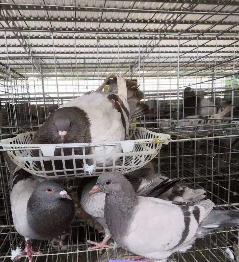 广西种鸽