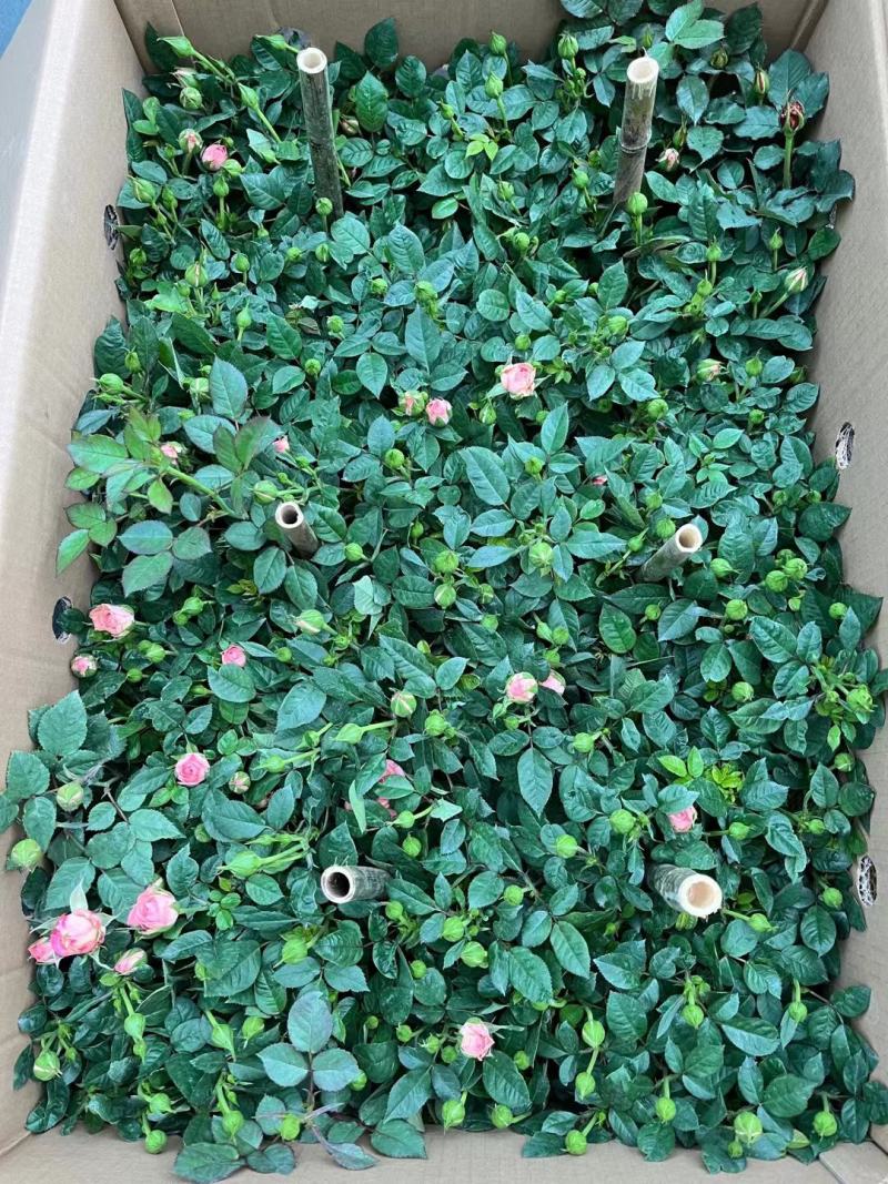 180#玫瑰各种颜色品种都有