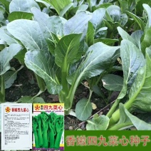 四九菜心种子种籽菜苔青油甜菜心增城连州秋季四季蔬菜孑菜籽