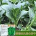 四九菜心种子种籽菜苔青油甜菜心增城连州秋季四季蔬菜孑菜籽
