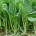 四九菜心种子种籽菜苔青油甜菜心增城连州秋季四季蔬菜孑菜籽
