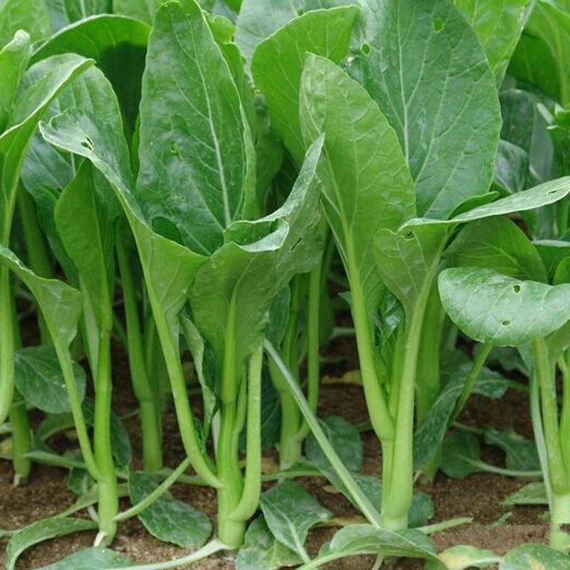 四九菜心种子种籽菜苔青油甜菜心增城连州秋季四季蔬菜孑菜籽