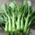 四九菜心种子种籽菜苔青油甜菜心增城连州秋季四季蔬菜孑菜籽