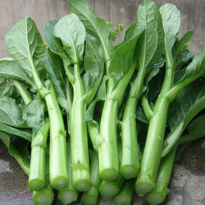 四九菜心种子种籽菜苔青油甜菜心增城连州秋季四季蔬菜孑菜籽