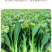 四九菜心种子种籽菜苔青油甜菜心增城连州秋季四季蔬菜孑菜籽