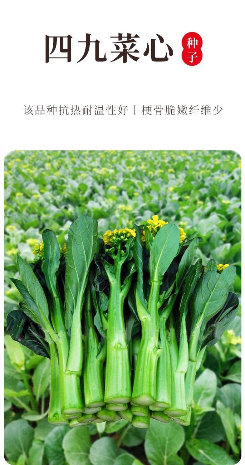四九菜心种子种籽菜苔青油甜菜心增城连州秋季四季蔬菜孑菜籽