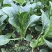 四九菜心种子种籽菜苔青油甜菜心增城连州秋季四季蔬菜孑菜籽