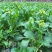 四九菜心种子种籽菜苔青油甜菜心增城连州秋季四季蔬菜孑菜籽