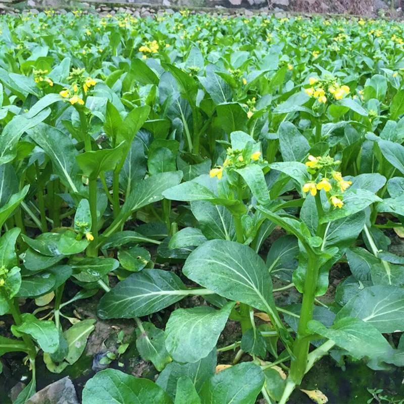 四九菜心种子种籽菜苔青油甜菜心增城连州秋季四季蔬菜孑菜籽