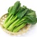 四九菜心种子种籽菜苔青油甜菜心增城连州秋季四季蔬菜孑菜籽