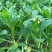 四九菜心种子种籽菜苔青油甜菜心增城连州秋季四季蔬菜孑菜籽