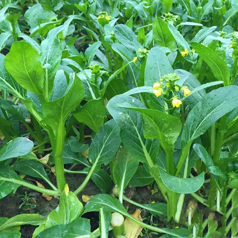 四九菜心种子种籽菜苔青油甜菜心增城连州秋季四季蔬菜孑菜籽
