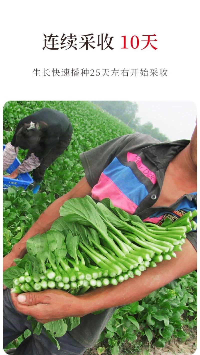 四九菜心种子种籽菜苔青油甜菜心增城连州秋季四季蔬菜孑菜籽