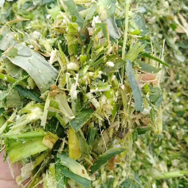 玉米芯。玉米秸秆青贮饲料（散装）大量出售。