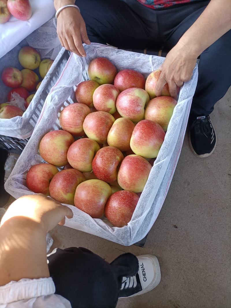 秦皇岛昌黎县精品美八大量上市规格齐全80以上不封顶