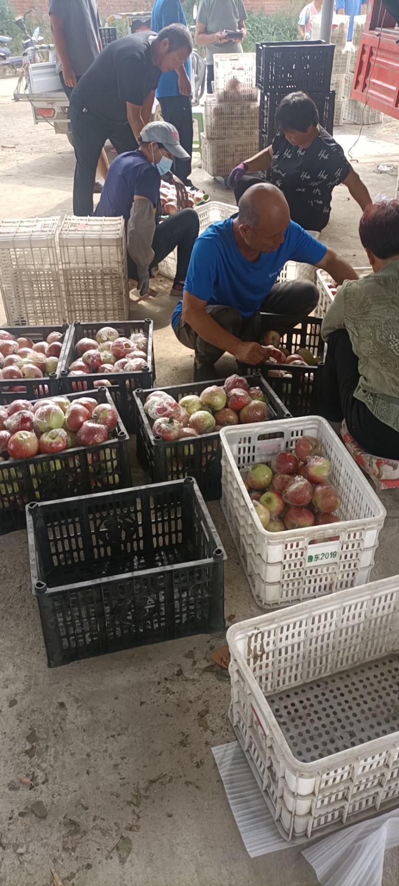 秦皇岛昌黎县精品美八大量上市规格齐全80以上不封顶