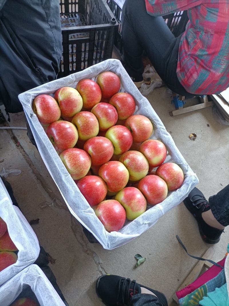 秦皇岛昌黎县精品美八大量上市规格齐全80以上不封顶