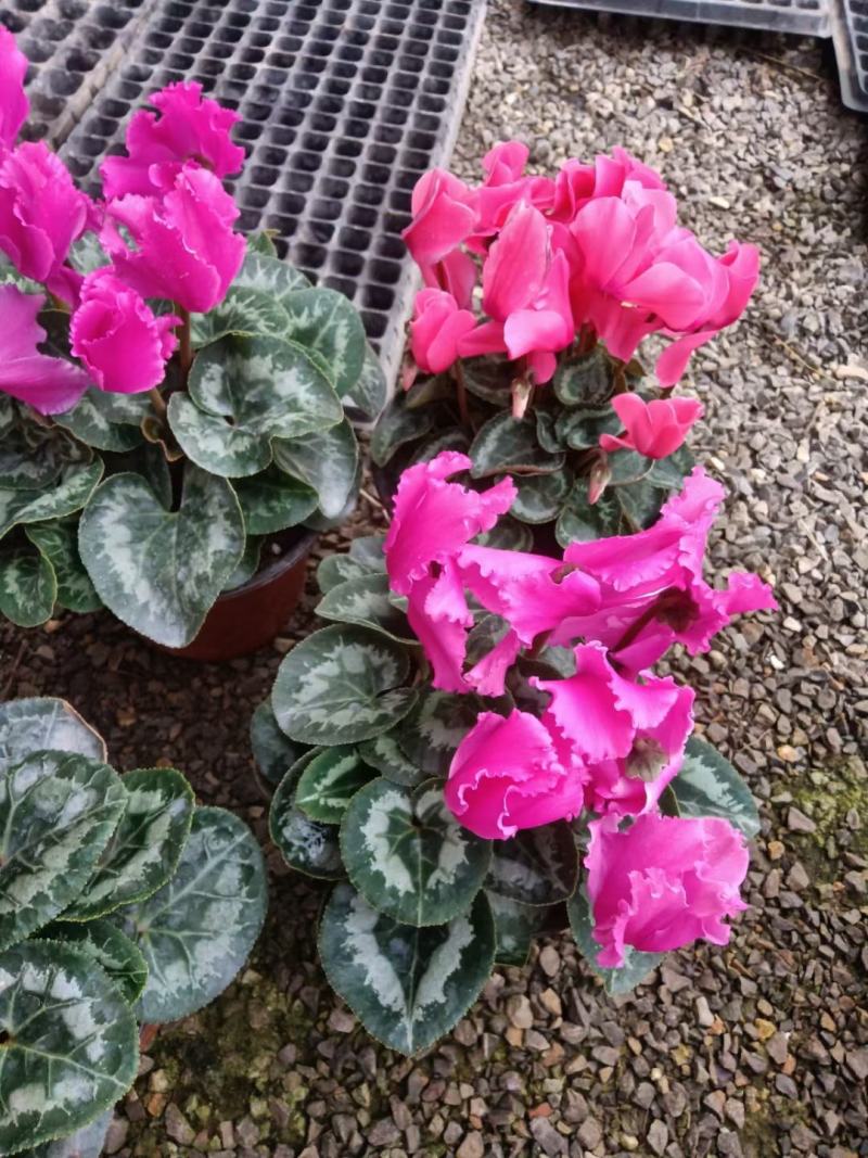 仙客来盆栽带花苞室内花卉重瓣四季开花好养