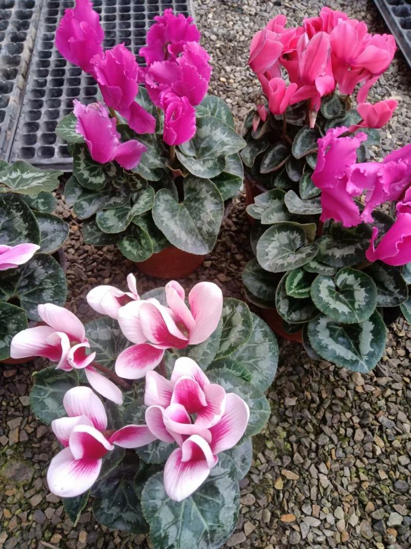 仙客来盆栽带花苞室内花卉重瓣四季开花好养