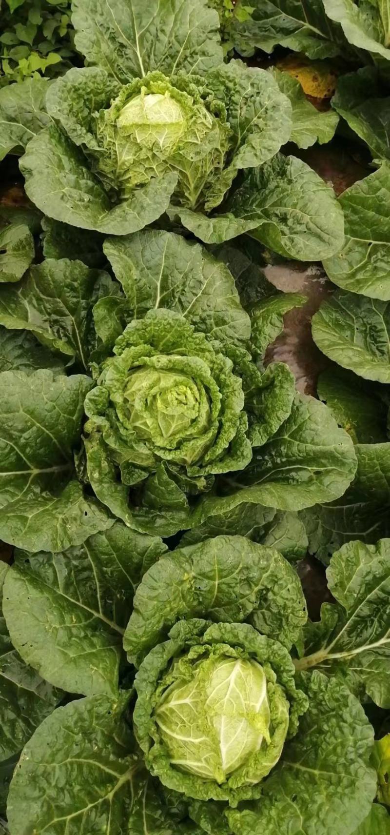 大白菜