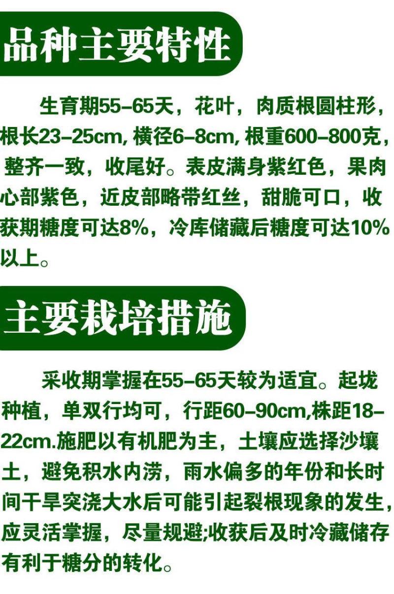 冰淇淋萝卜种子，单根800克，紫糖心，糖度10