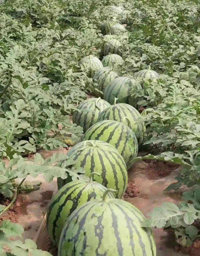 狼山沙窝西瓜大量上市，正在热卖中