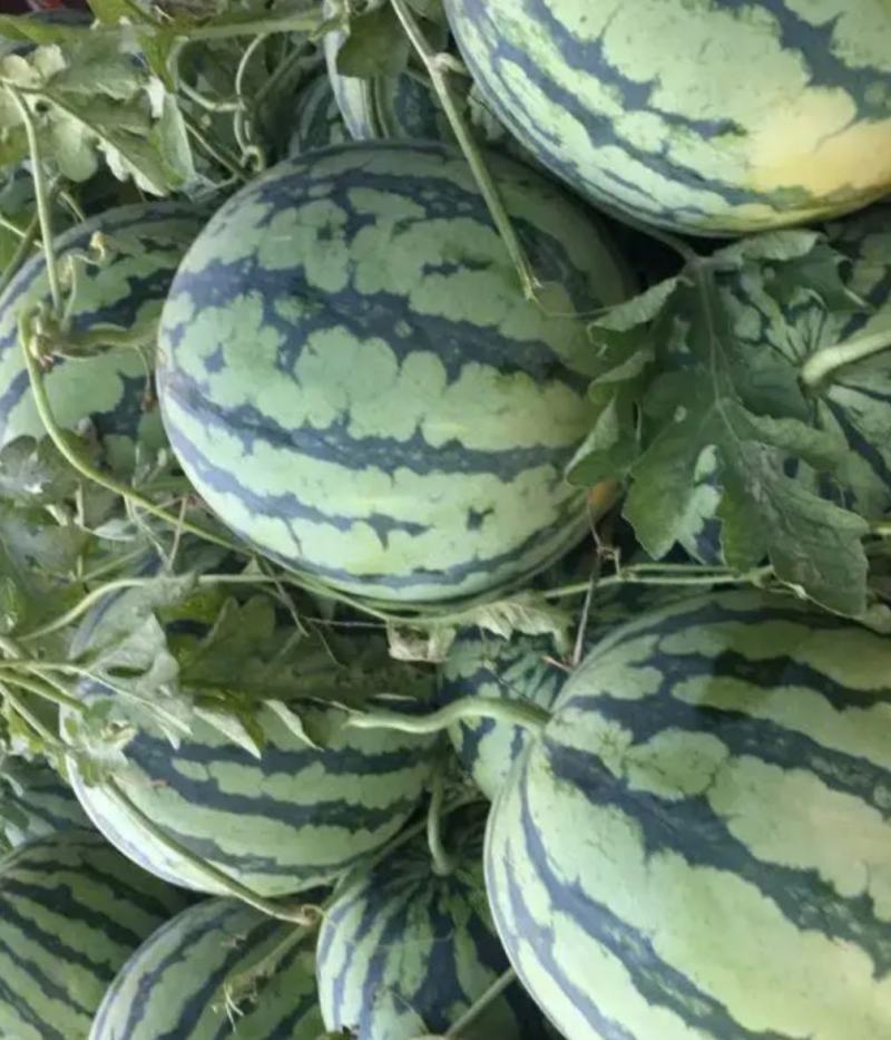 狼山沙窝西瓜大量上市，正在热卖中