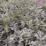 狼山沙窝西瓜大量上市，正在热卖中