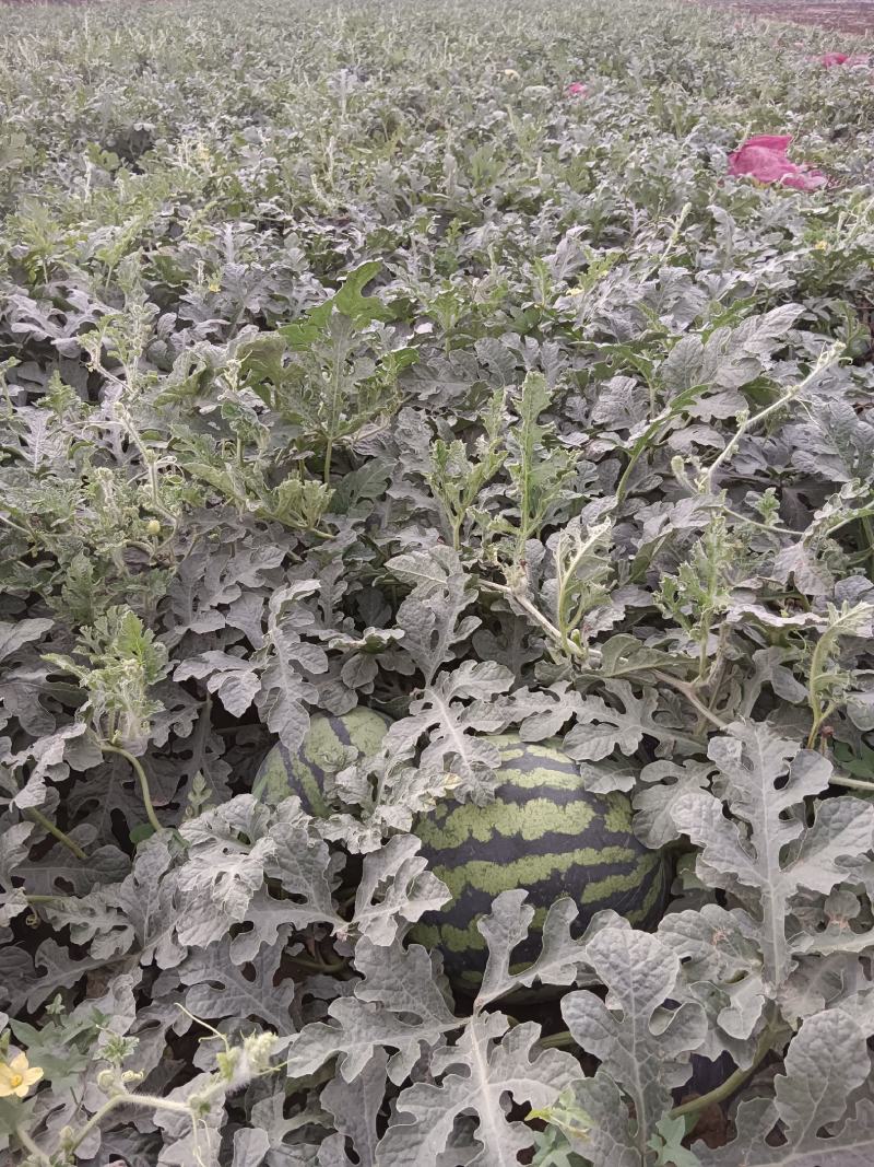 狼山沙窝西瓜大量上市，正在热卖中