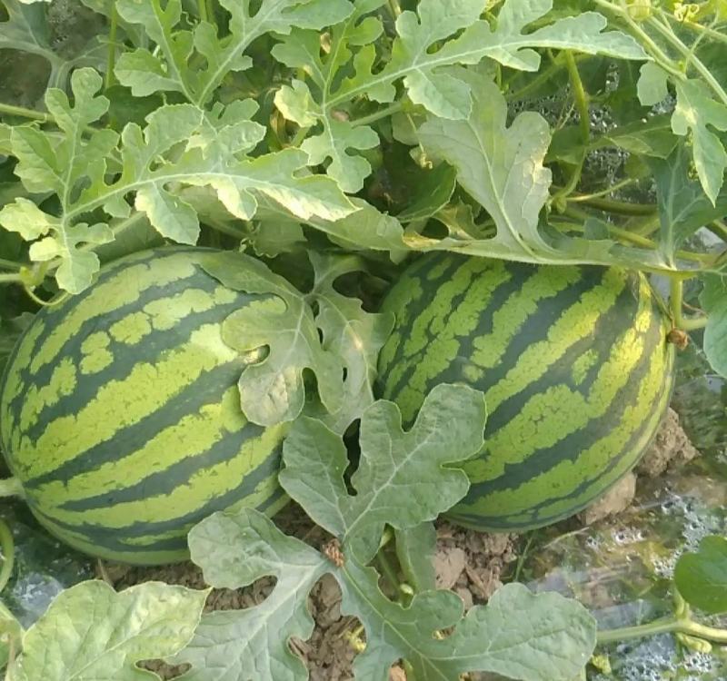 狼山沙窝西瓜大量上市，正在热卖中