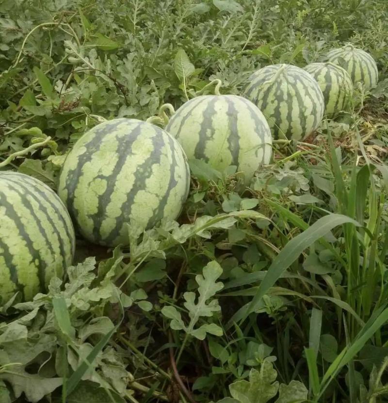 狼山沙窝西瓜大量上市，正在热卖中