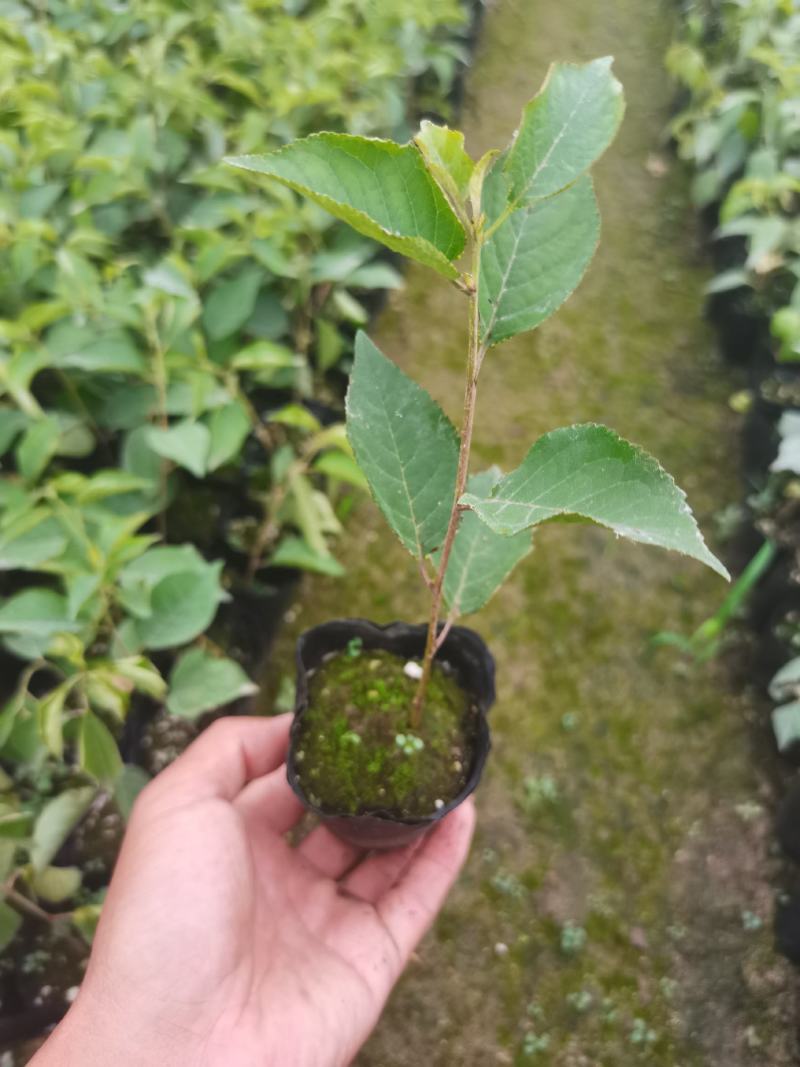 吉塞拉6号砧木苗穴盘苗营养杯苗矮化大樱桃苗包邮