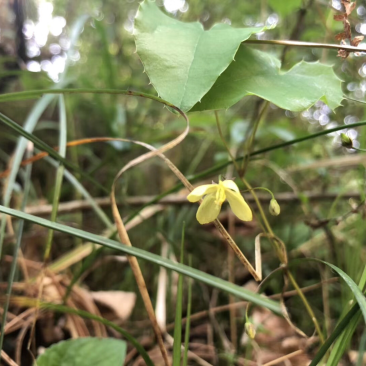 茂汶淫羊藿非常稀少野生现采种苗
