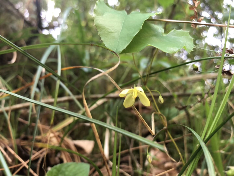 茂汶淫羊藿非常稀少野生现采种苗