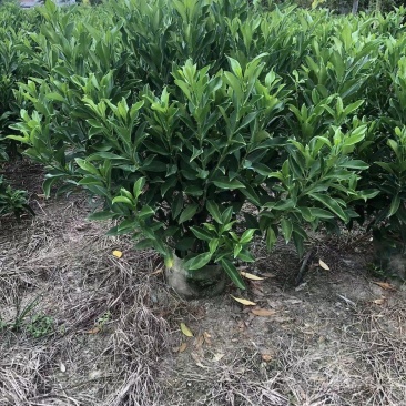 各规格非洲茉莉大量出售