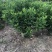 各规格非洲茉莉大量出售