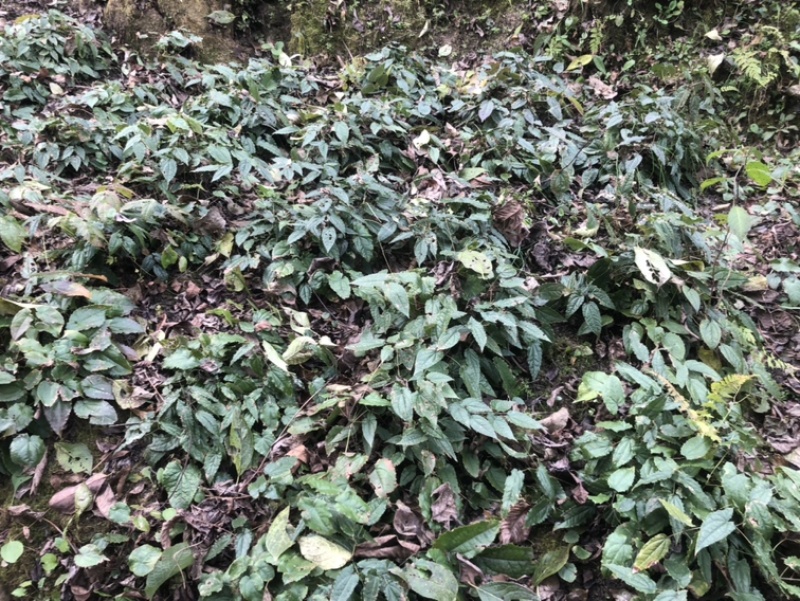 柔毛淫羊藿种苗人工培育量大从优