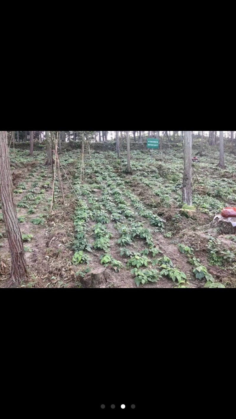柔毛淫羊藿种苗人工培育量大从优
