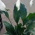 白掌观赏植物花卉基地直供好养活